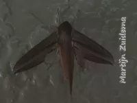 [Xylophanes tersa]